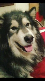 dog-image