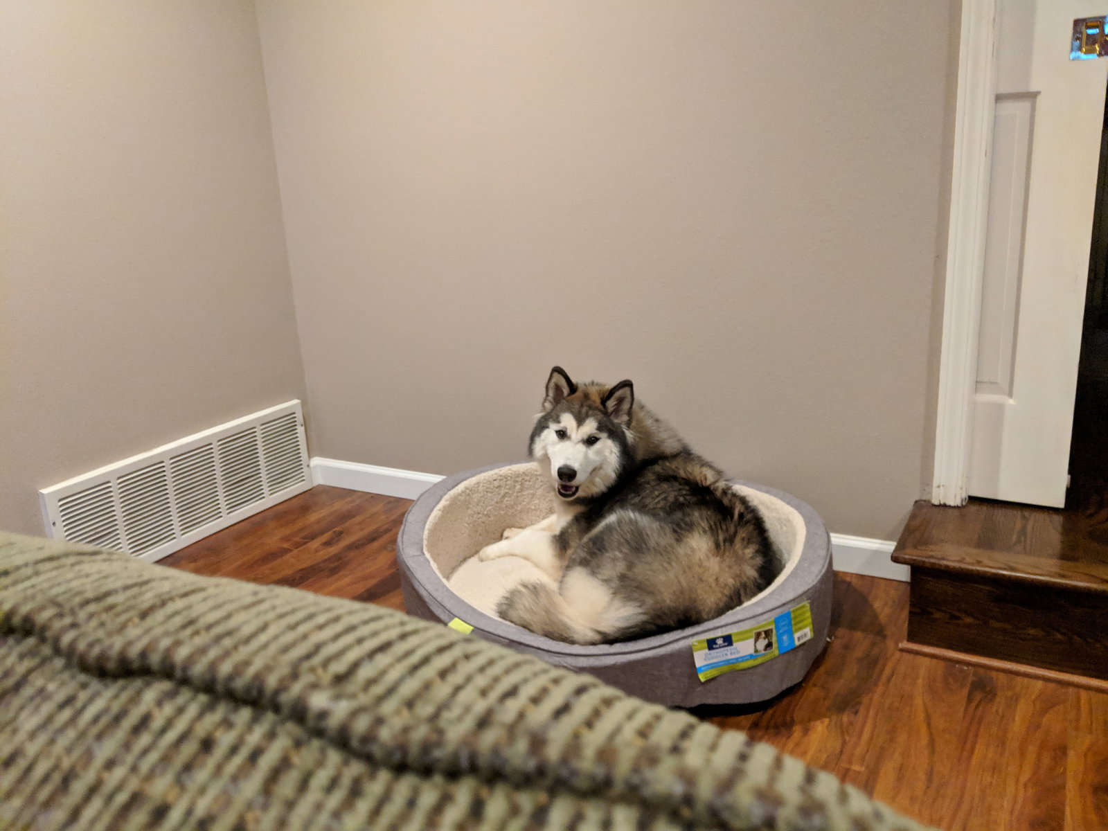 dog-image