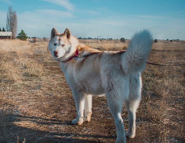 dog-image