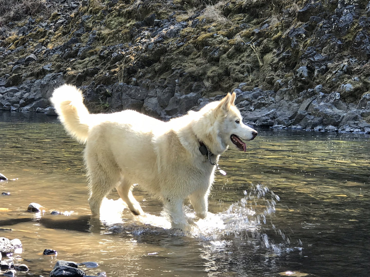 dog-image