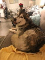 dog-image