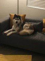 dog-image