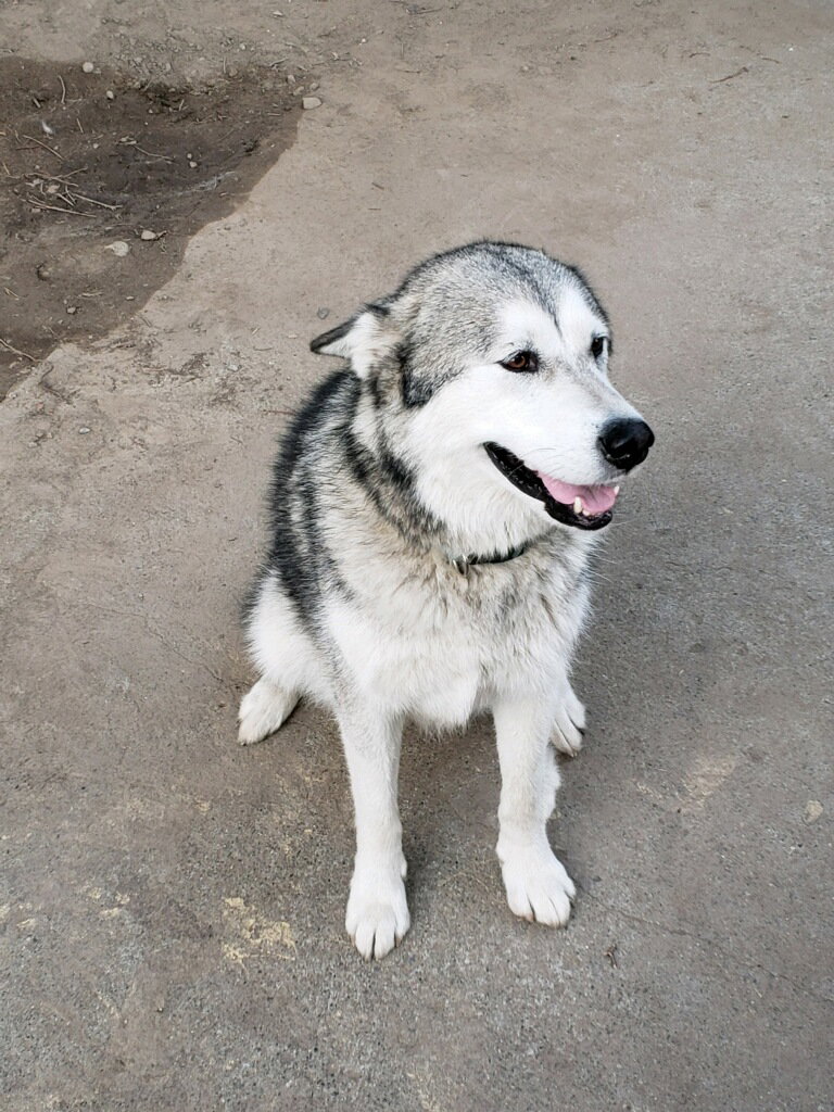 dog-image