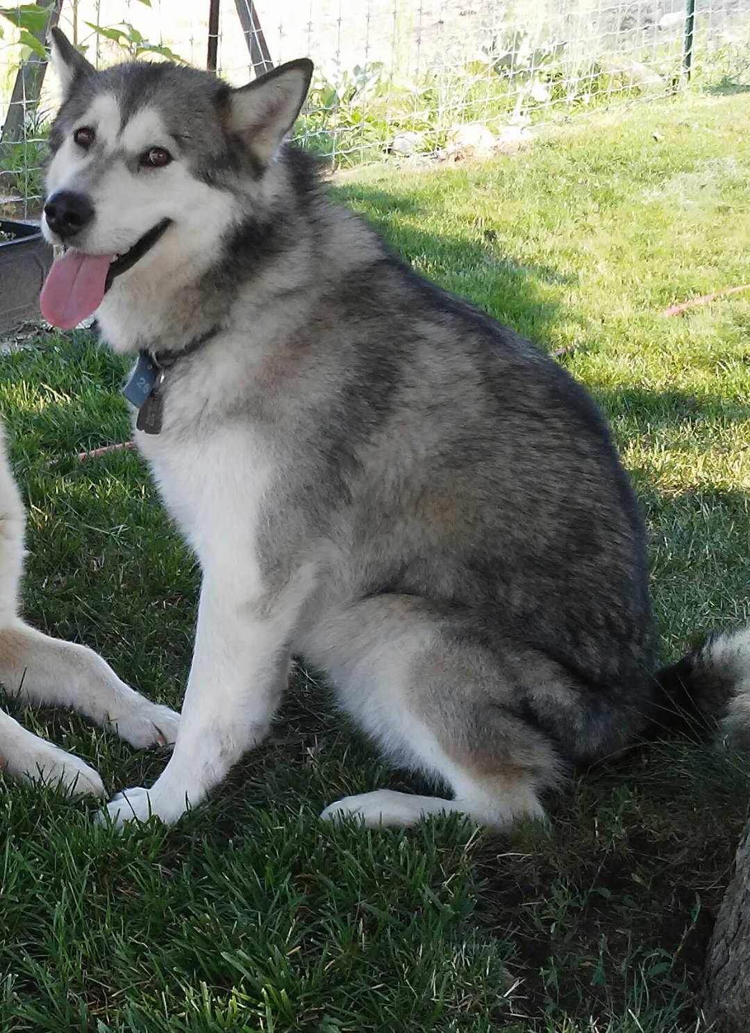 dog-image