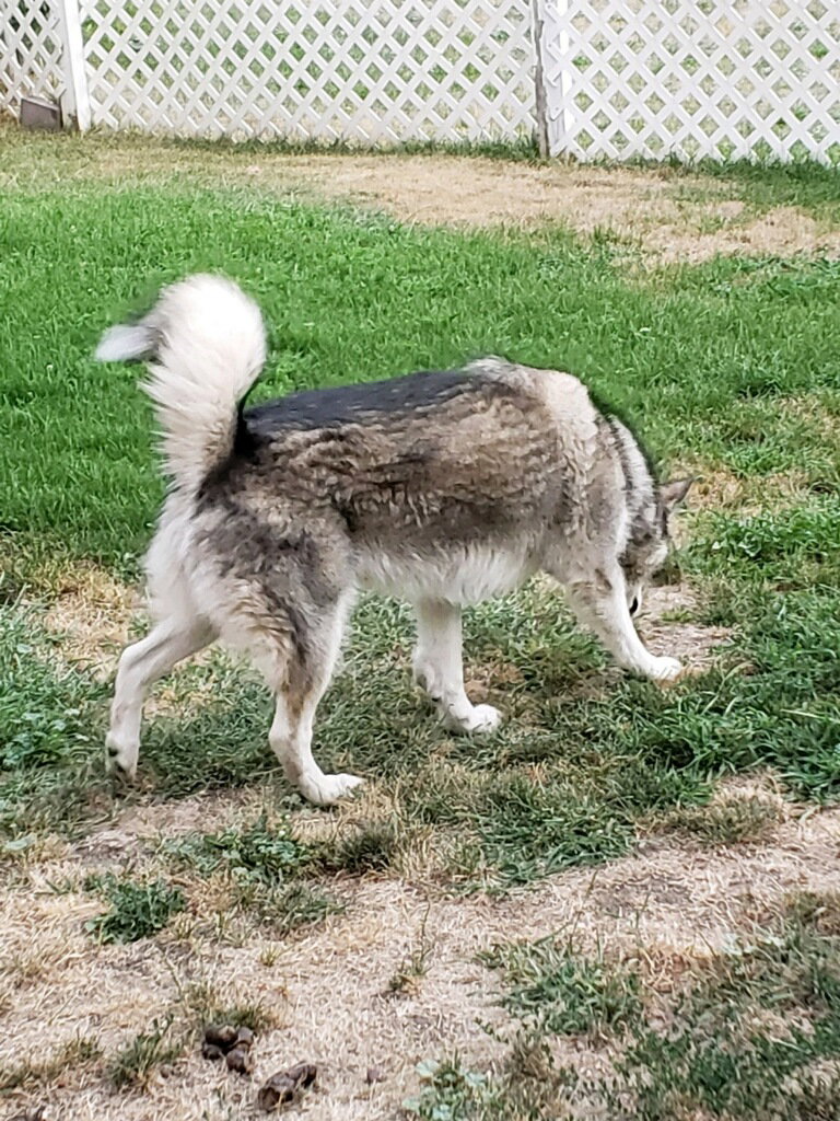 dog-image