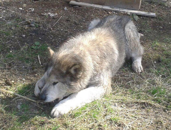 dog-image