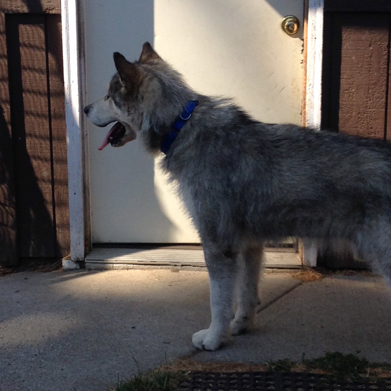 dog-image