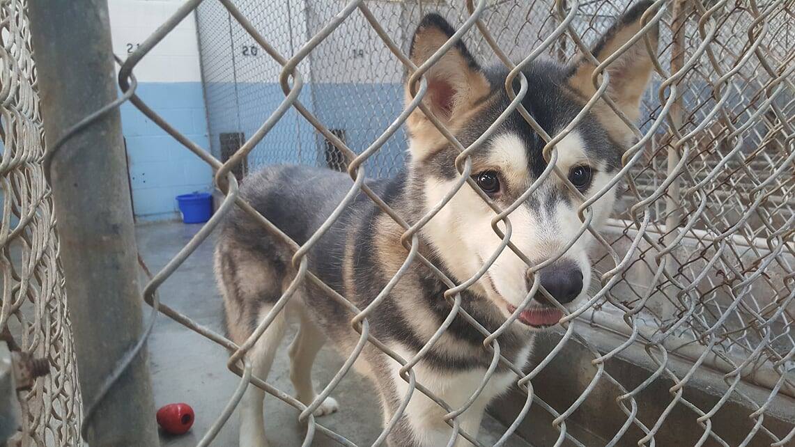 dog-image