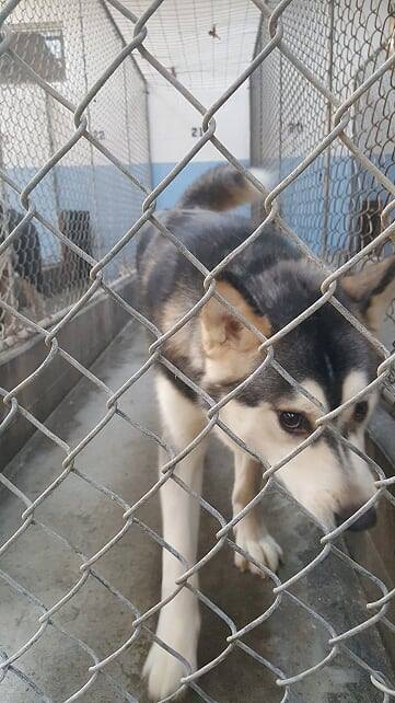 dog-image
