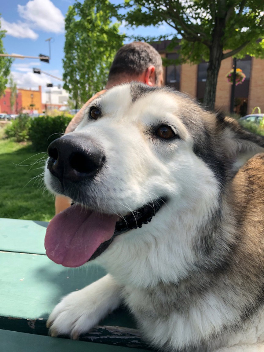dog-image