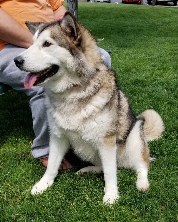 dog-image
