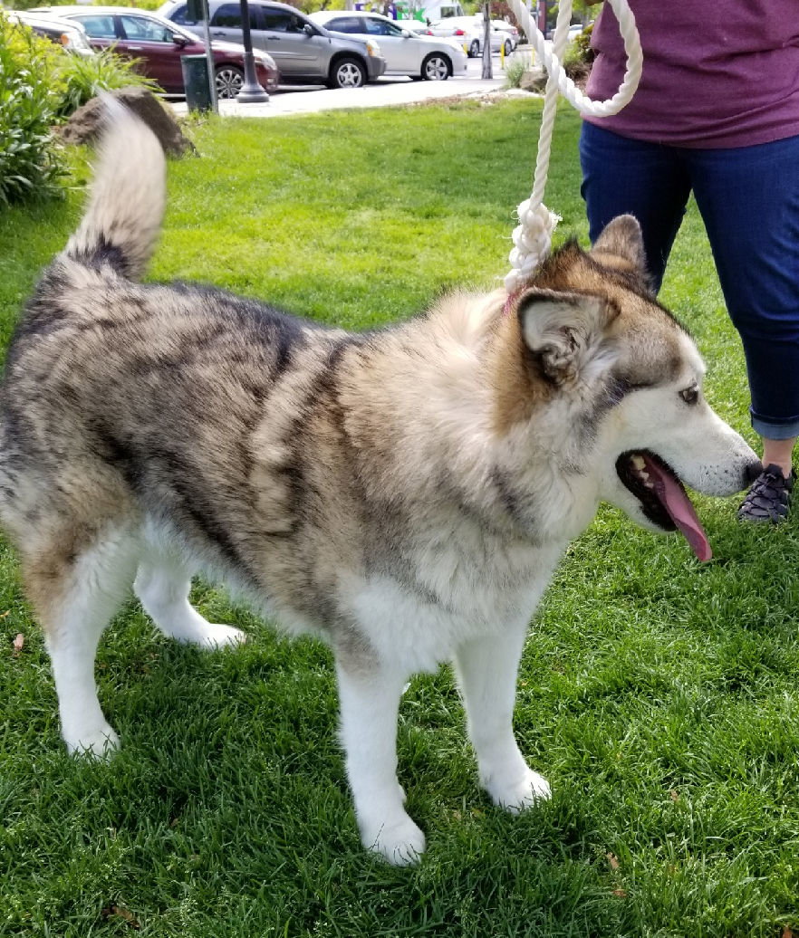dog-image