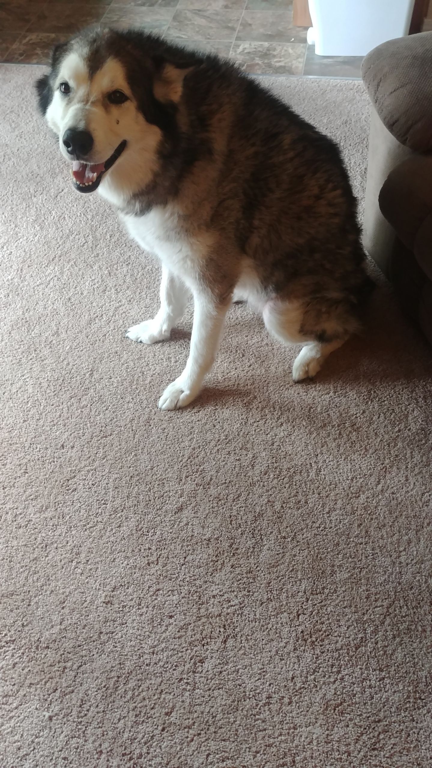 dog-image