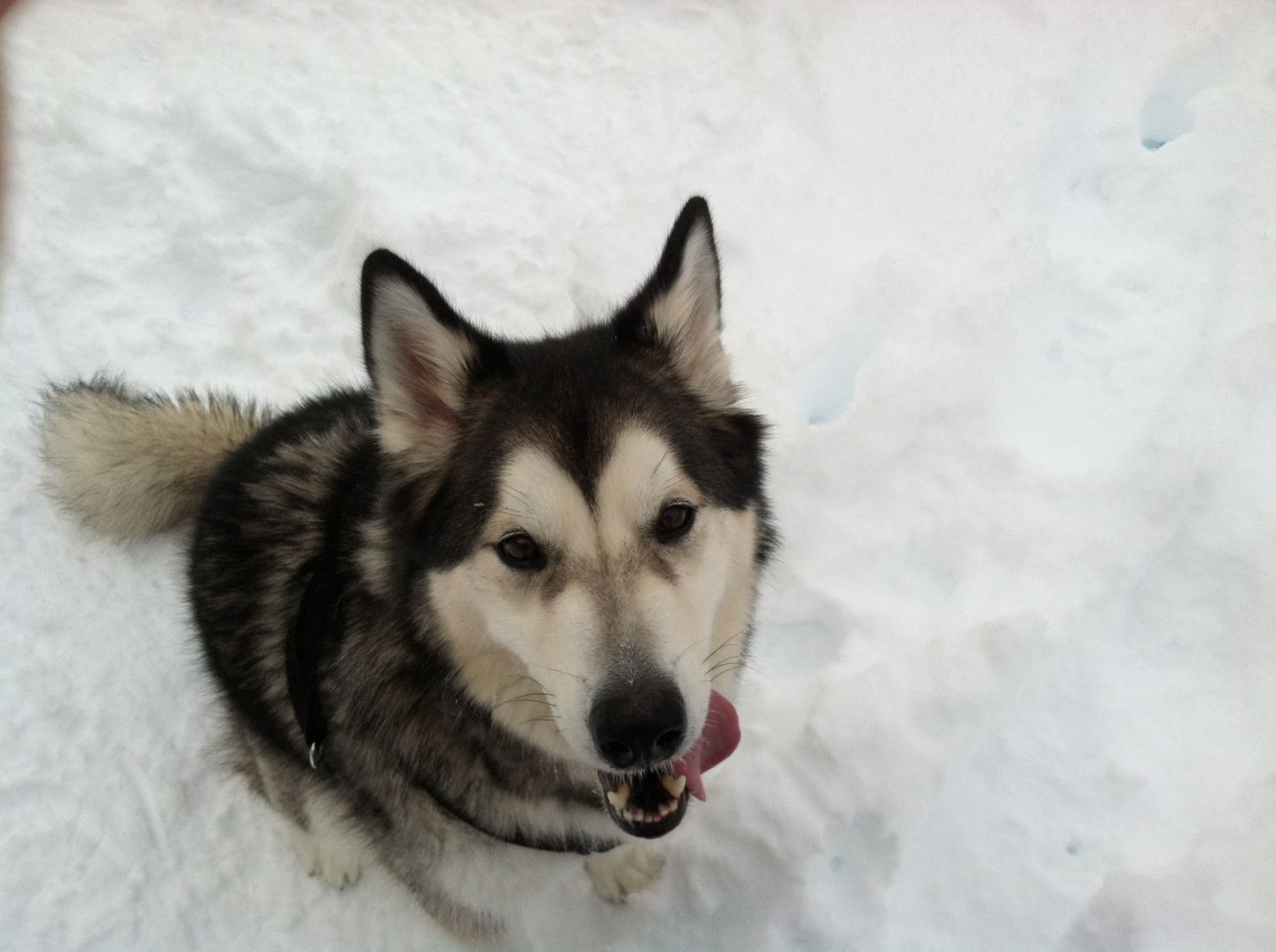 dog-image