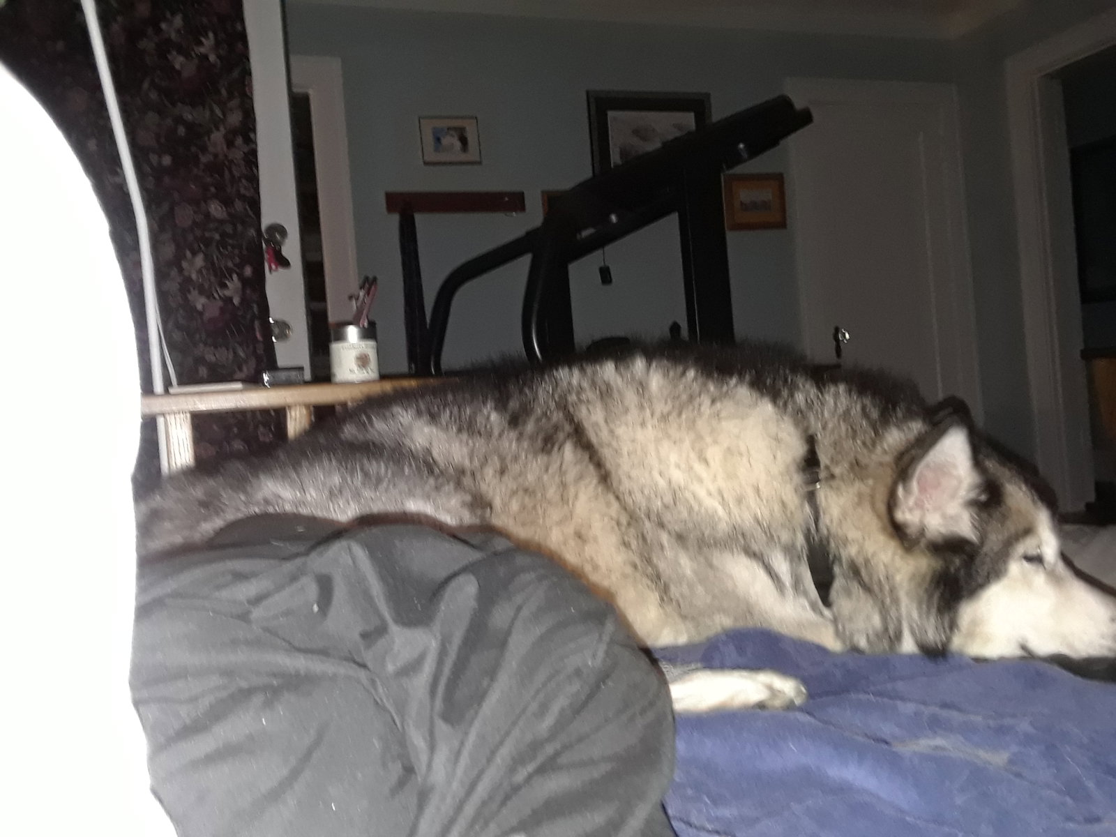 dog-image