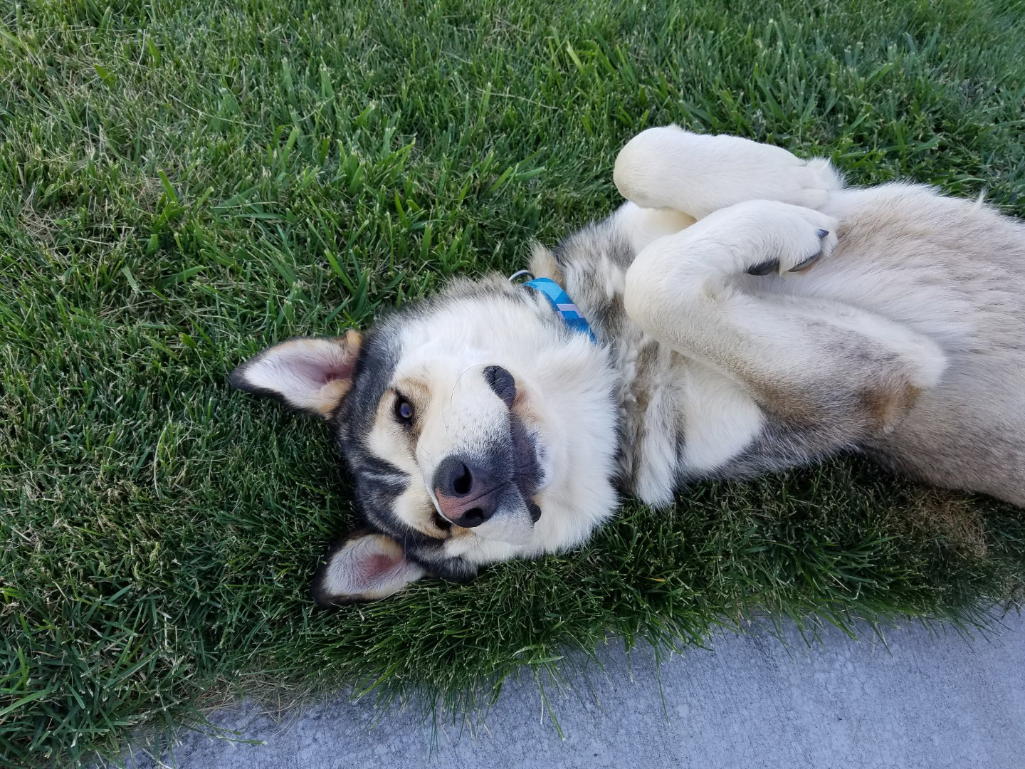Cooper