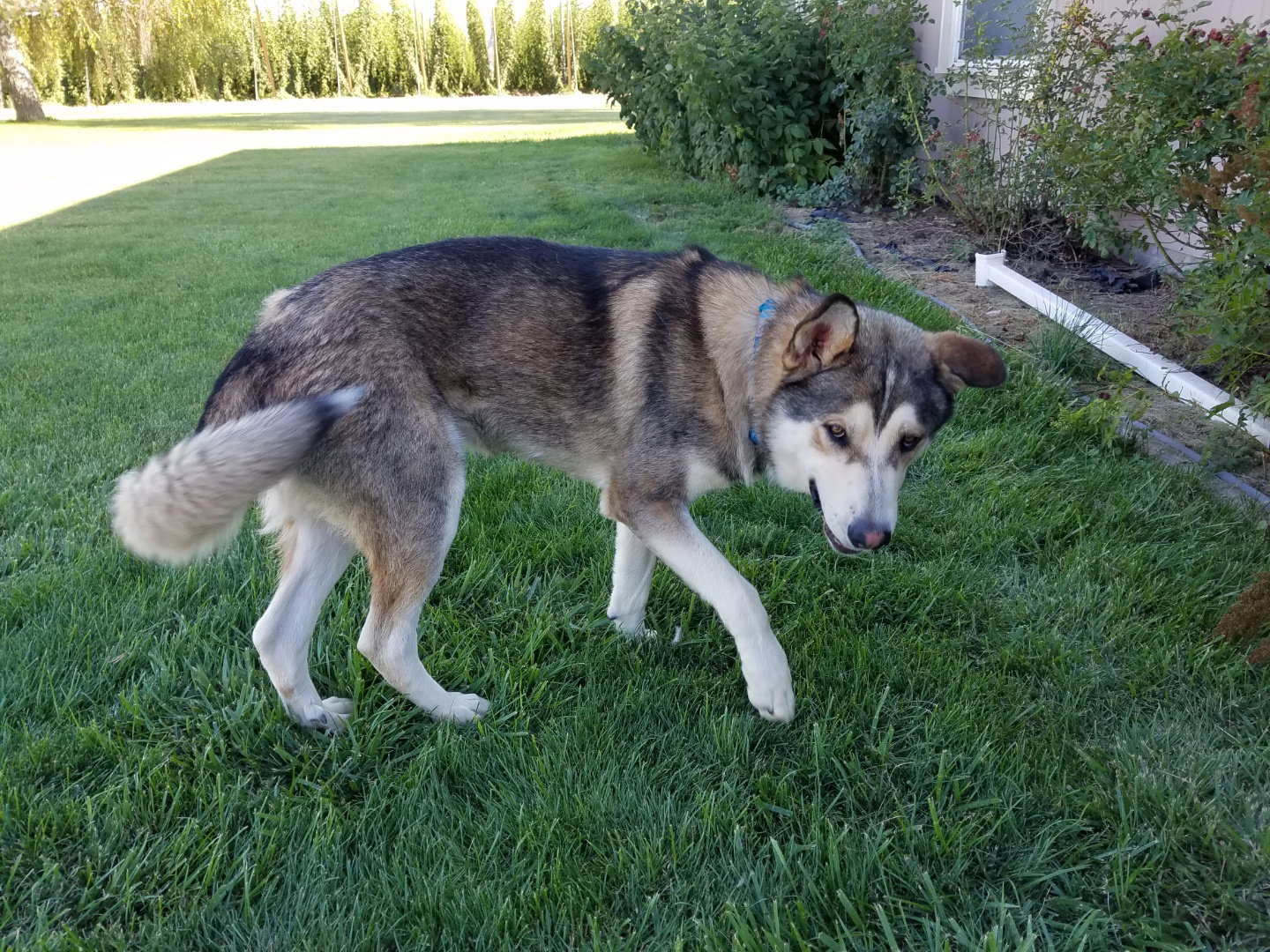 dog-image