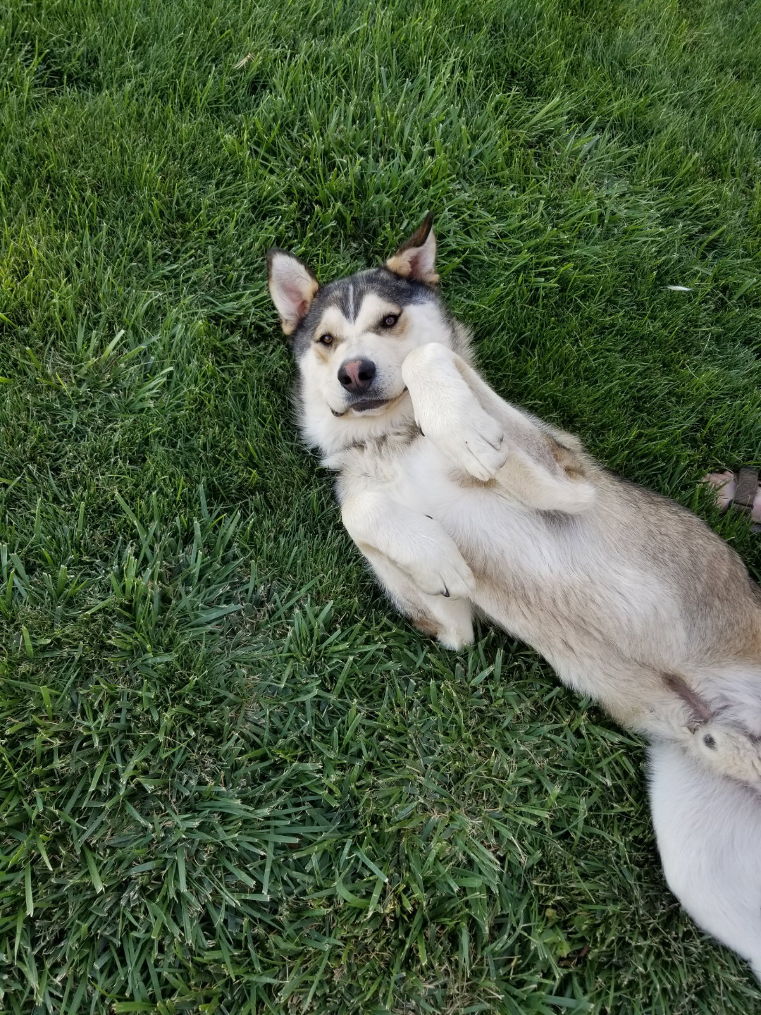 dog-image