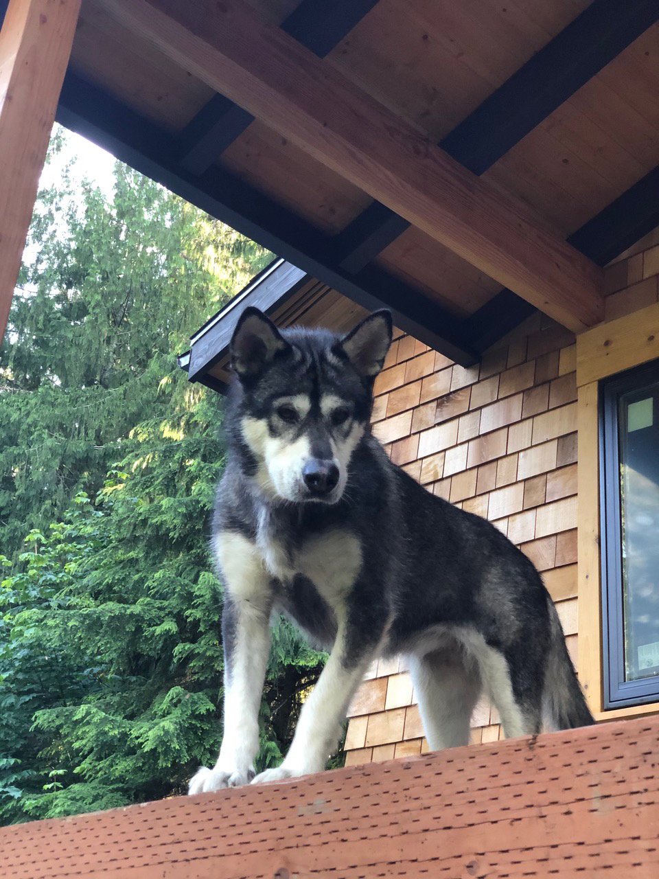 dog-image