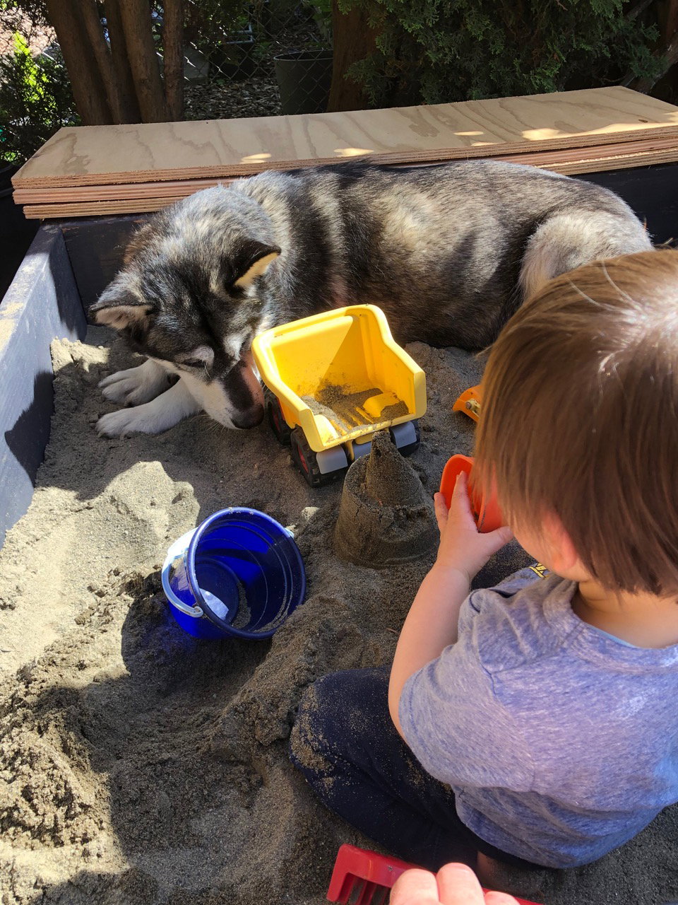 dog-image