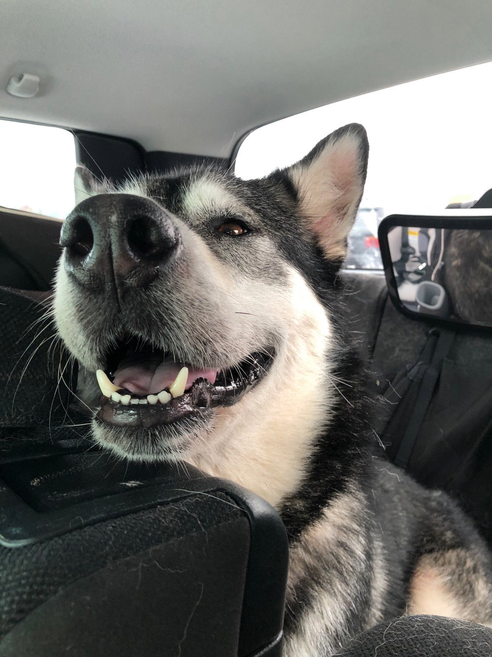 dog-image