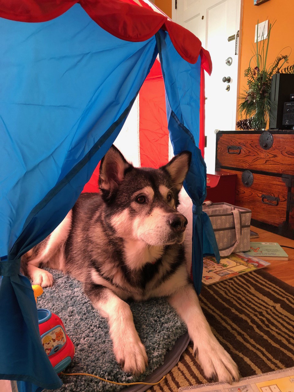 dog-image