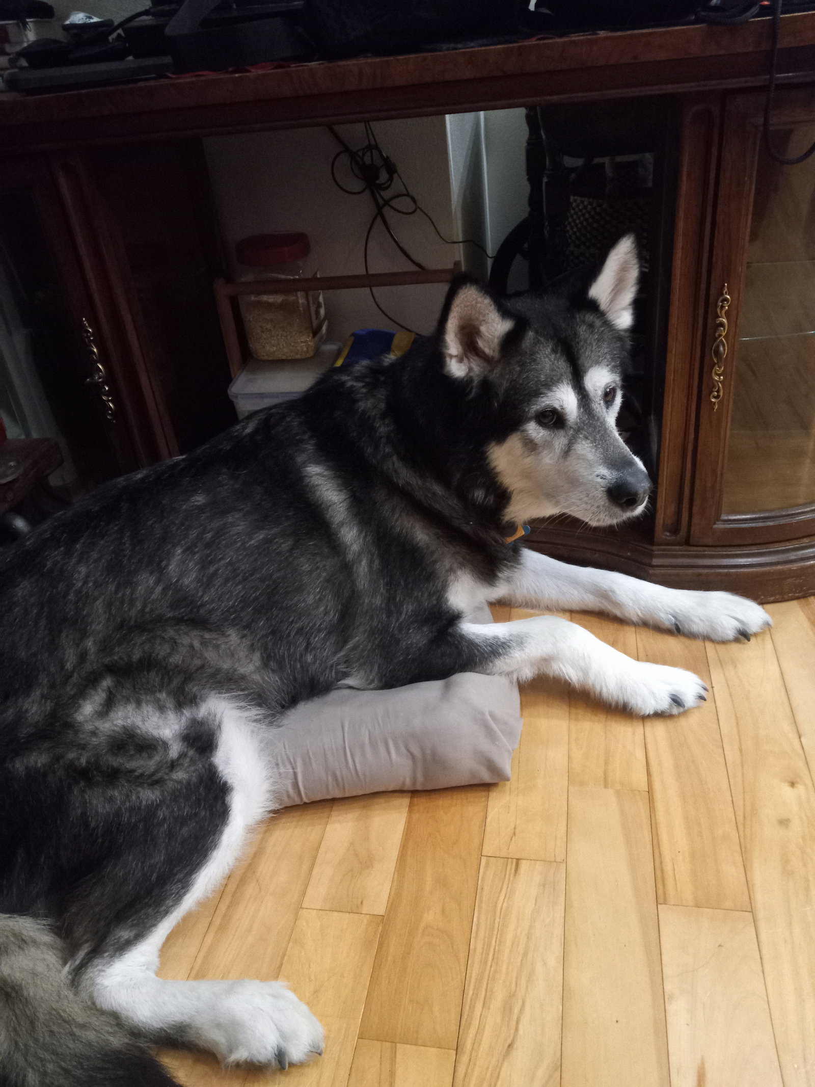 dog-image