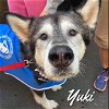adoptable Dog in seattle, WA named YUKI