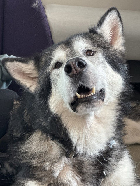 dog-image