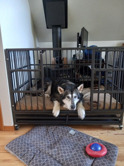 dog-image