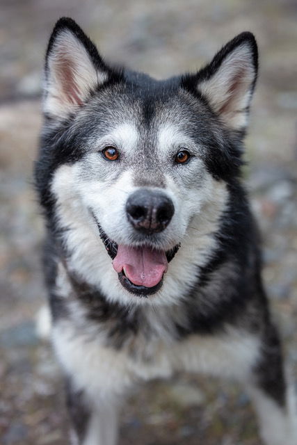 adoptable Dog in Seattle, WA named YUKI