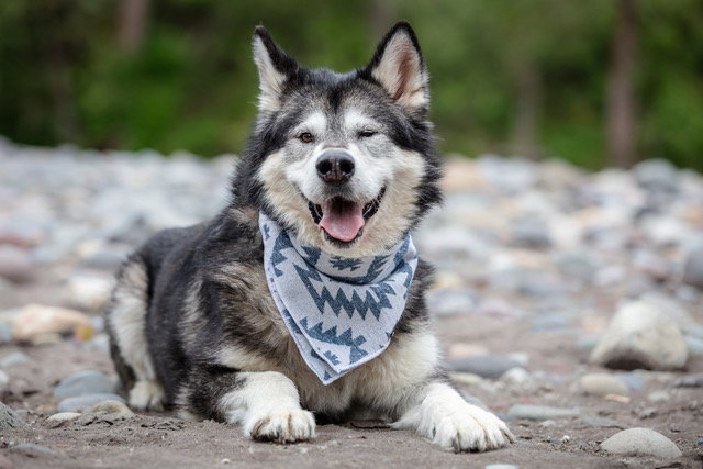 dog-image