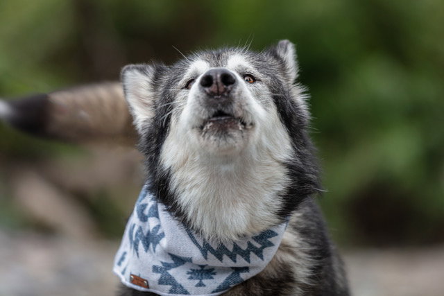 dog-image