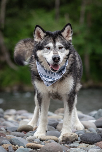 dog-image