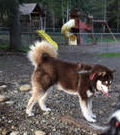 dog-image