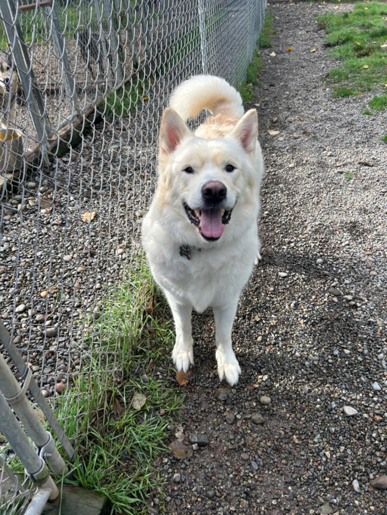 dog-image