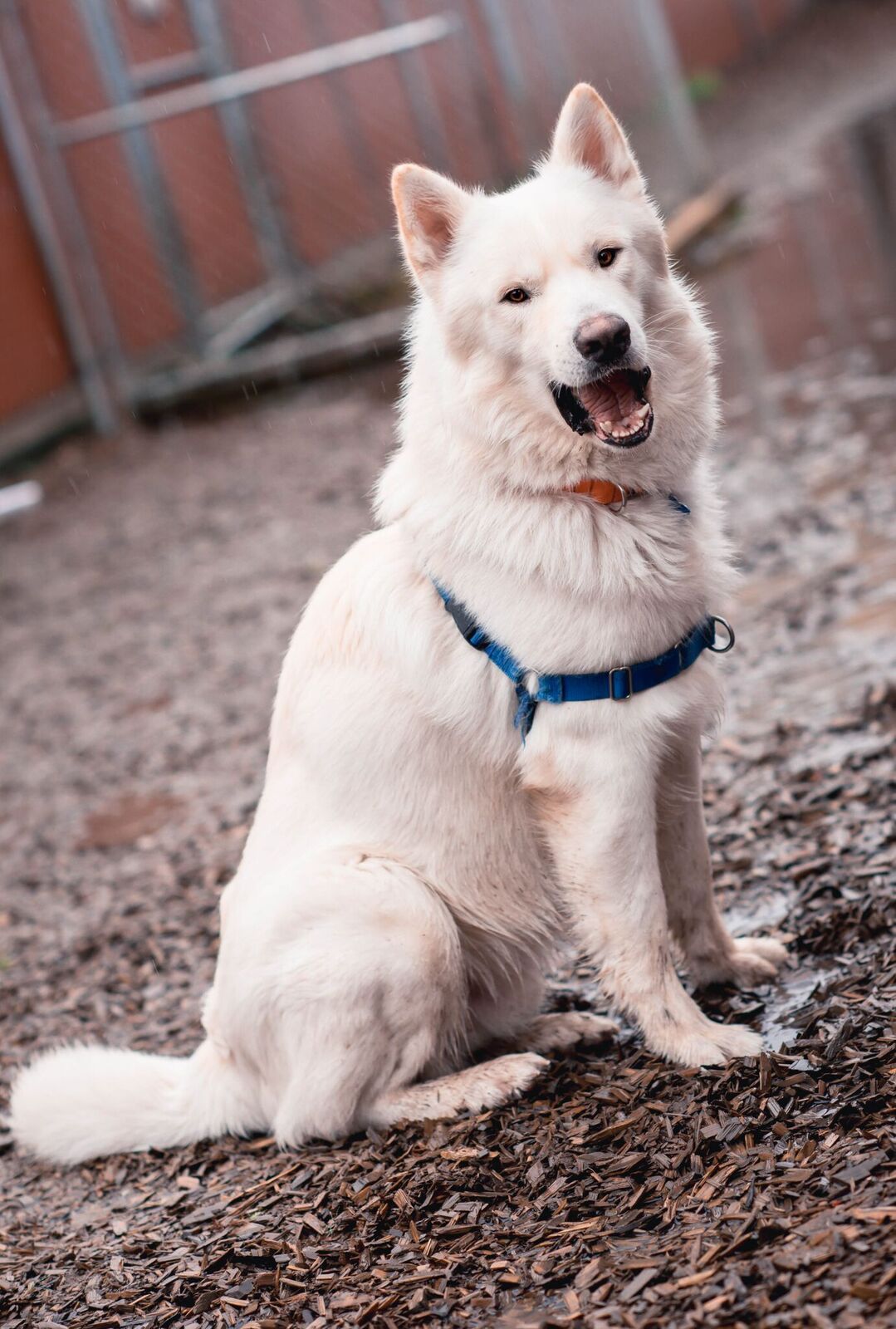 dog-image