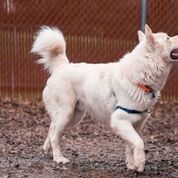 dog-image