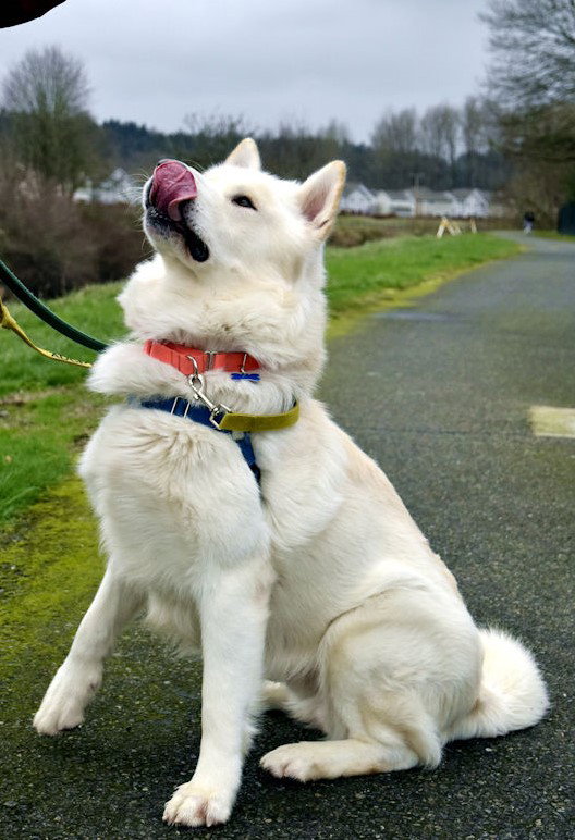 dog-image