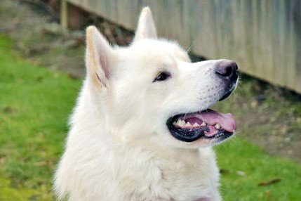 dog-image