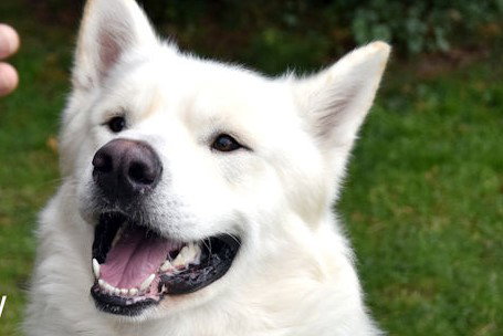 dog-image