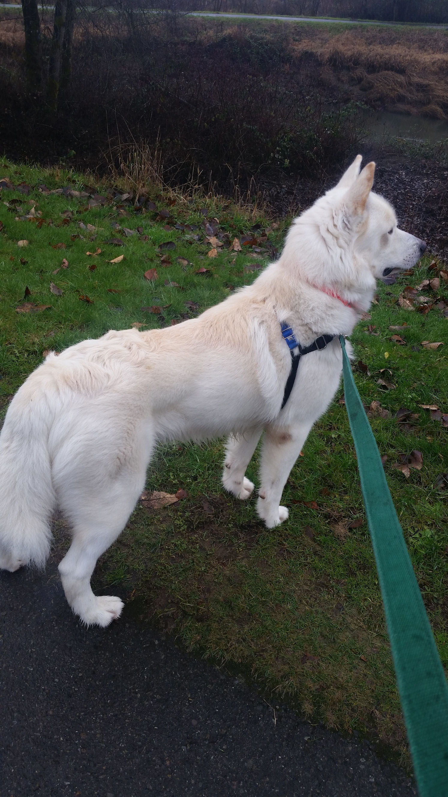 dog-image