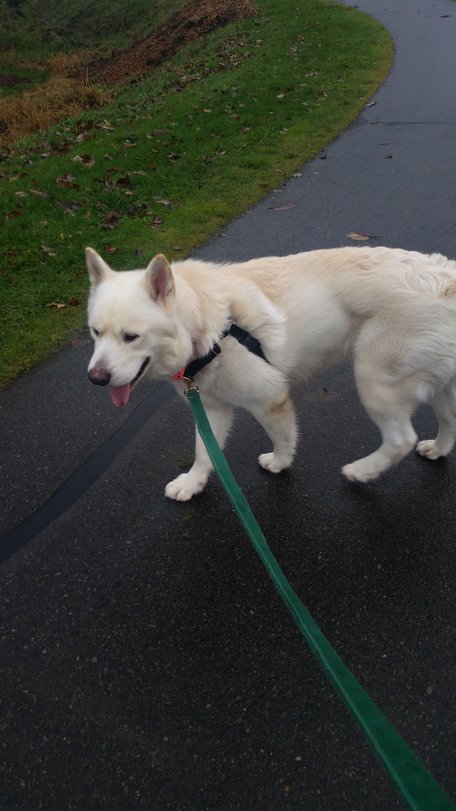dog-image