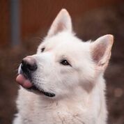 dog-image