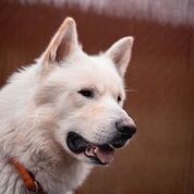 dog-image