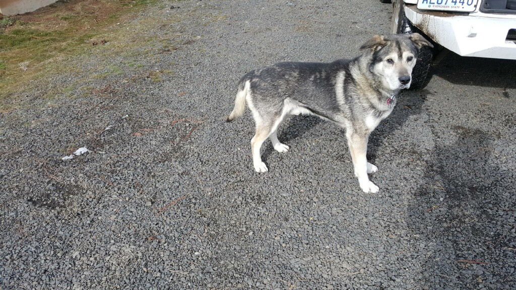 dog-image