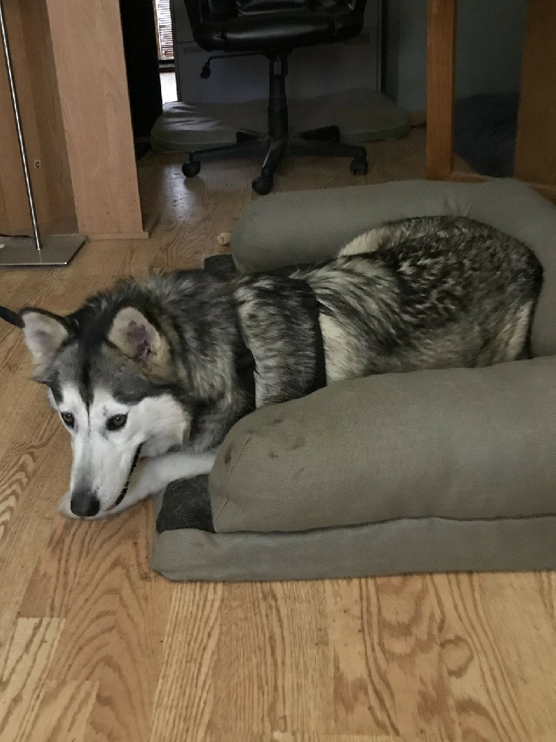 dog-image