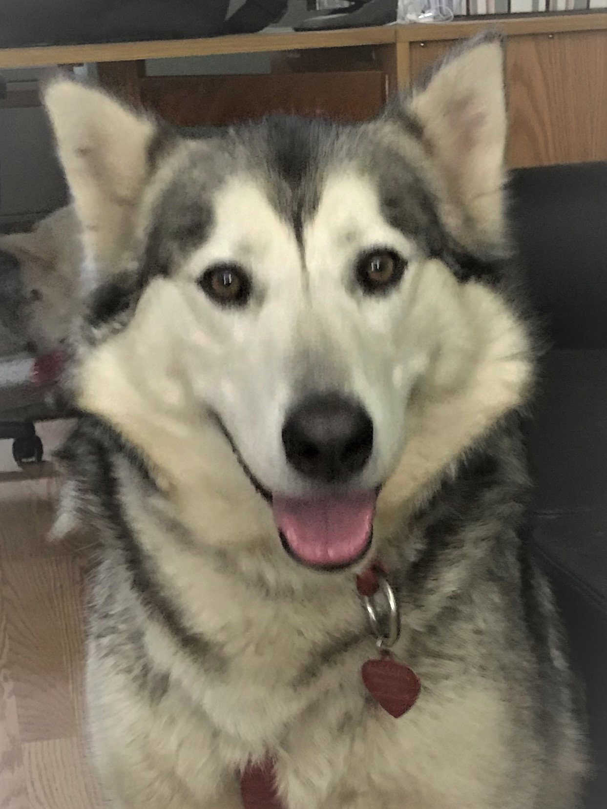 dog-image