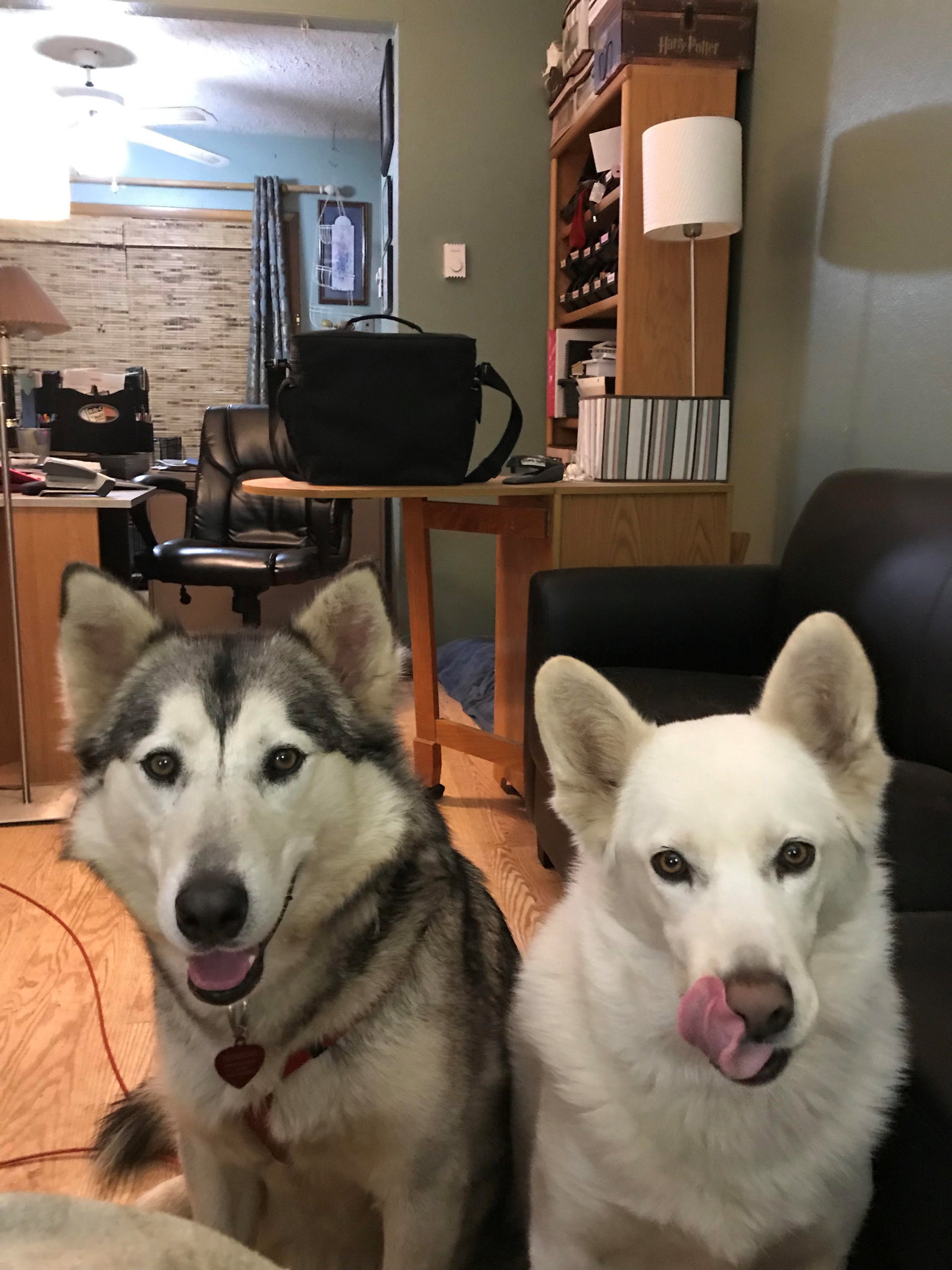 dog-image