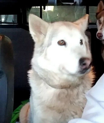 dog-image